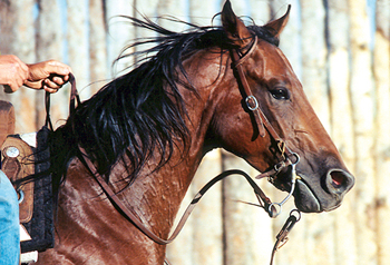 Sweating horse