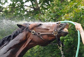 Cooling the Horse